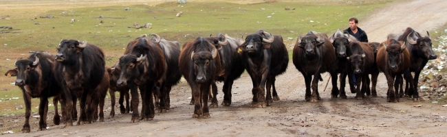 Budaklı kaplıcasında, yazın turistler, kışın manda ve atlar keyif yapıyor